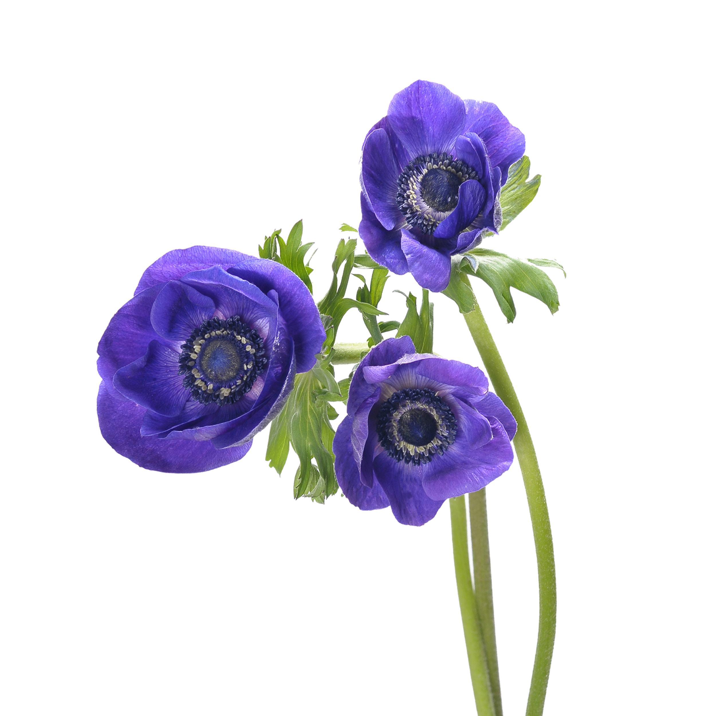 Anemonen