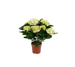 Hortensien Pflanzen-grid