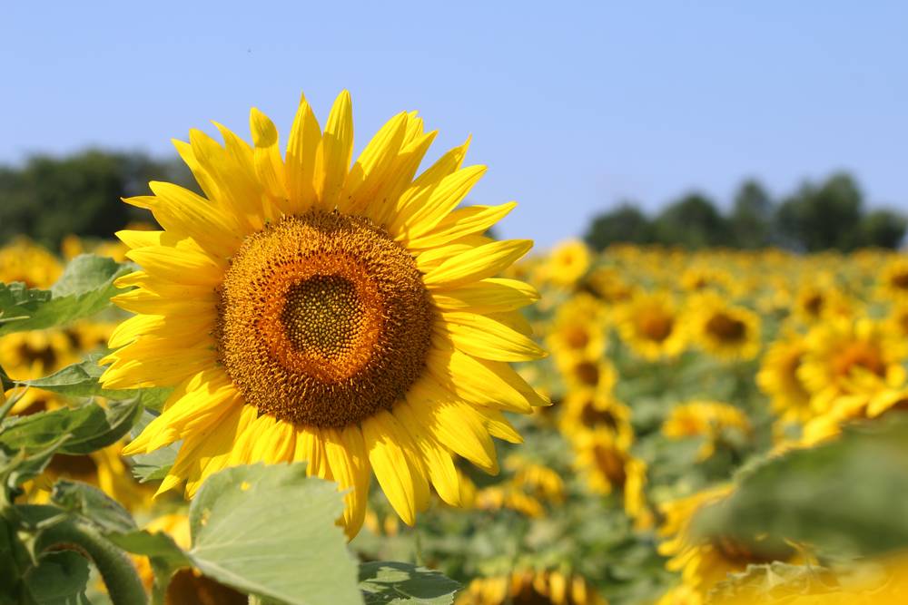 Sonneblumen