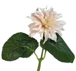 Dahlia-grid Dahlia-grid
