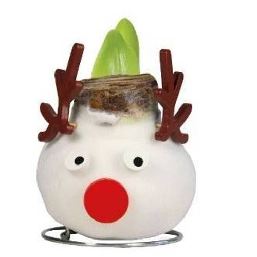 Wachs amaryllis-hyazinth