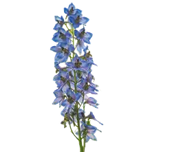 Delphinium-grid