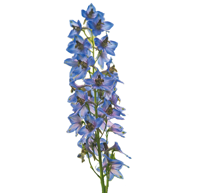 Delphinium