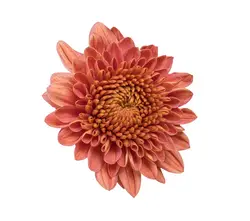 Tros Chrysanthemen von Freiland-grid