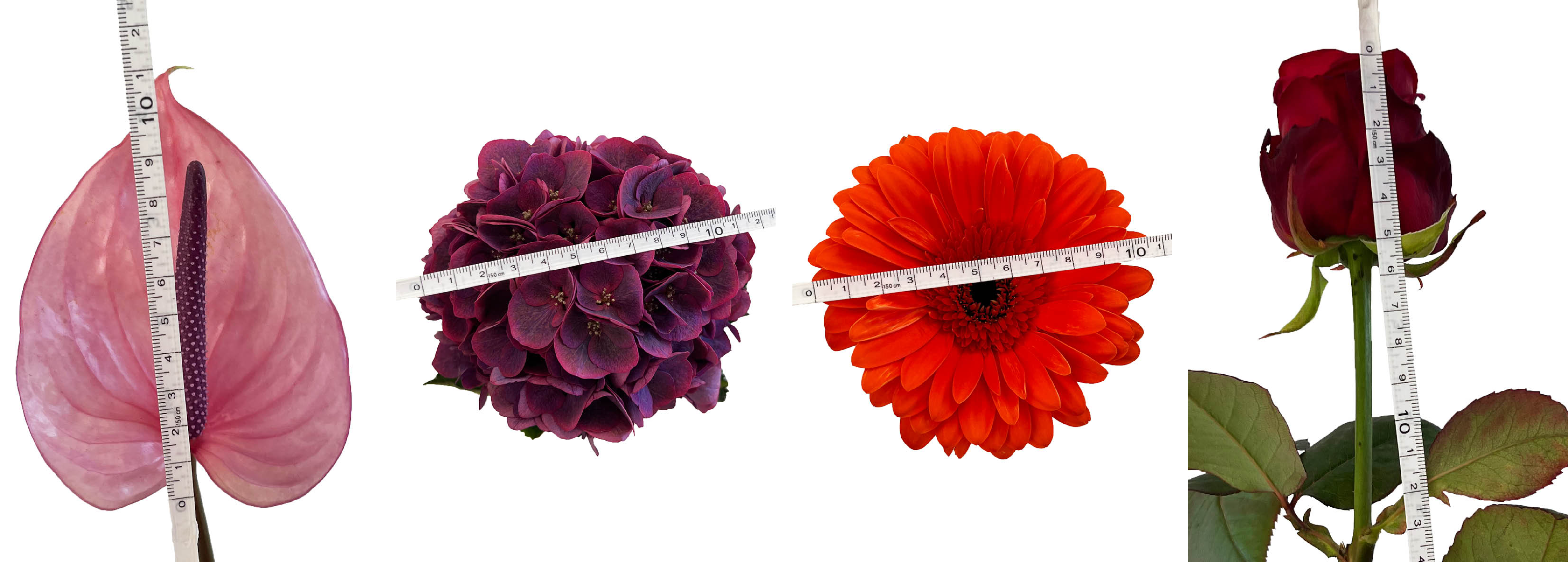 Instructie afbeelding bloemen meten