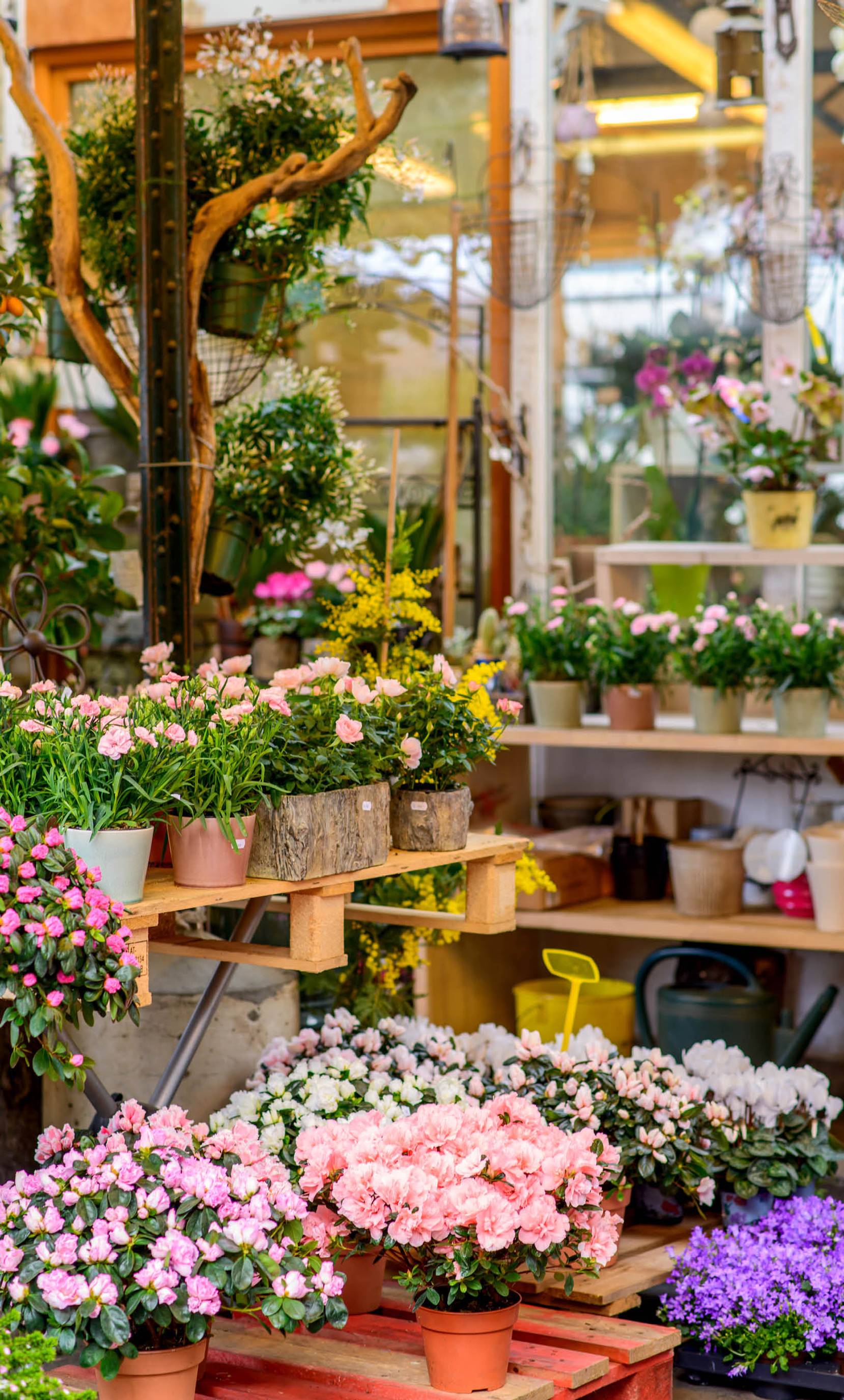 Plantjes bloemenwinkel