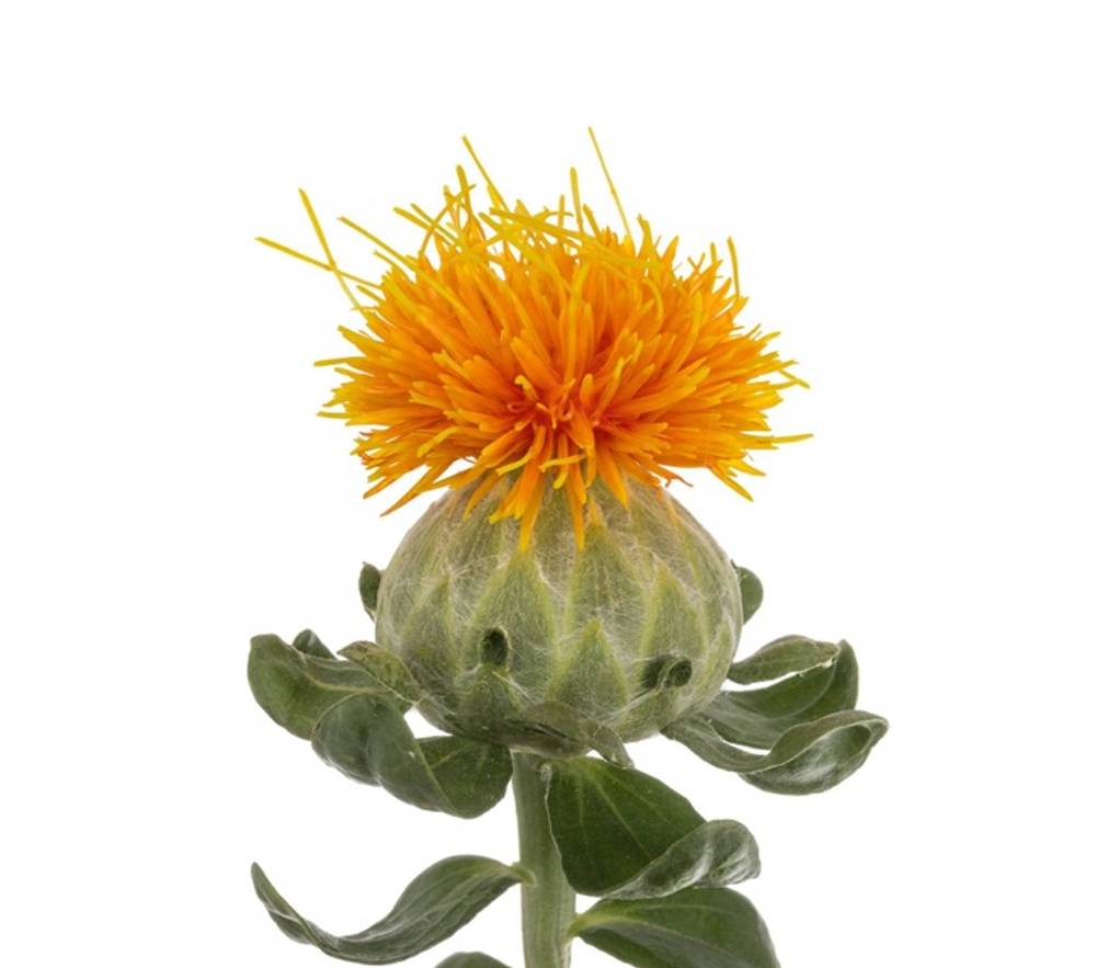 Sonstige arten beiwerk