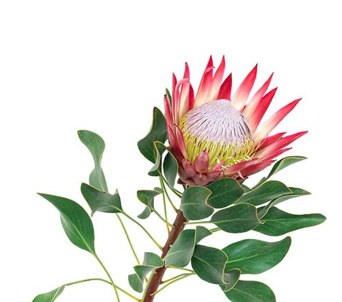 Bangsia und protea