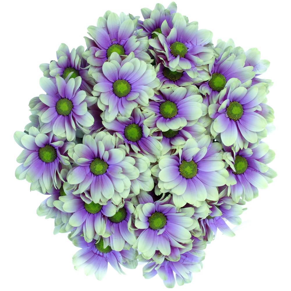 Tros Chrysanthemen Gefärbt