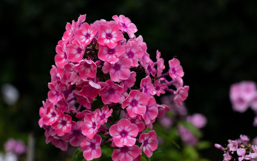 Phlox