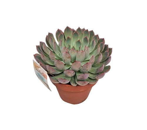Echeveria