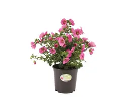 Sonstige Arten Blühende Beet & Balkonpflanzen-grid