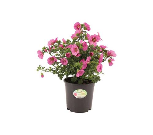 Sonstige arten blühende beet & balkonpflanzen