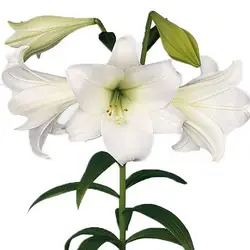 Lilien Longiflorum-grid