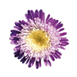 Aster-grid Aster-grid