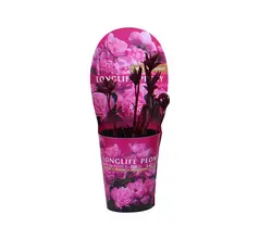 Pfingstrose (paeonia)-grid