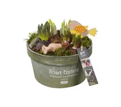 Zwiebel Mix Arrangemente-grid