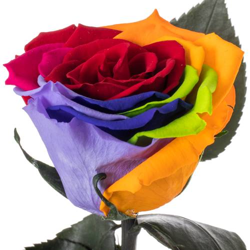 Behandelte Blumen