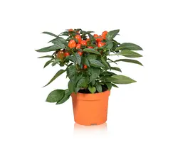 CapsicumSolanum-grid