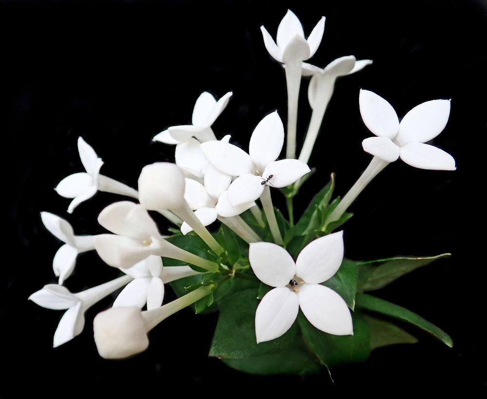 Bouvardia
