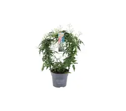 Jasminum Pflanzen-grid