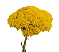 Achillea-grid