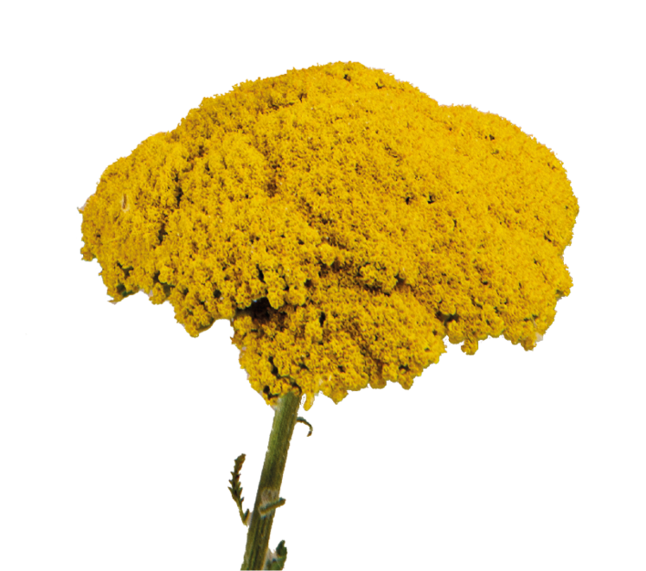 Achillea & tragelium