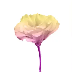 Lisianthus gefärbt-grid