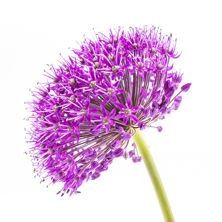 Sonstige arten knollen- und zwiebelblumen