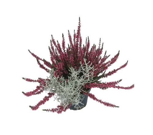 Deutschland Pflanzen