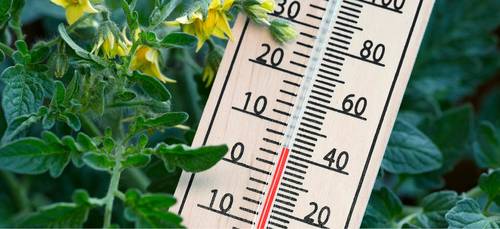 Pas op voor kou! Tips voor het omgaan met kougevoelige snijbloemen