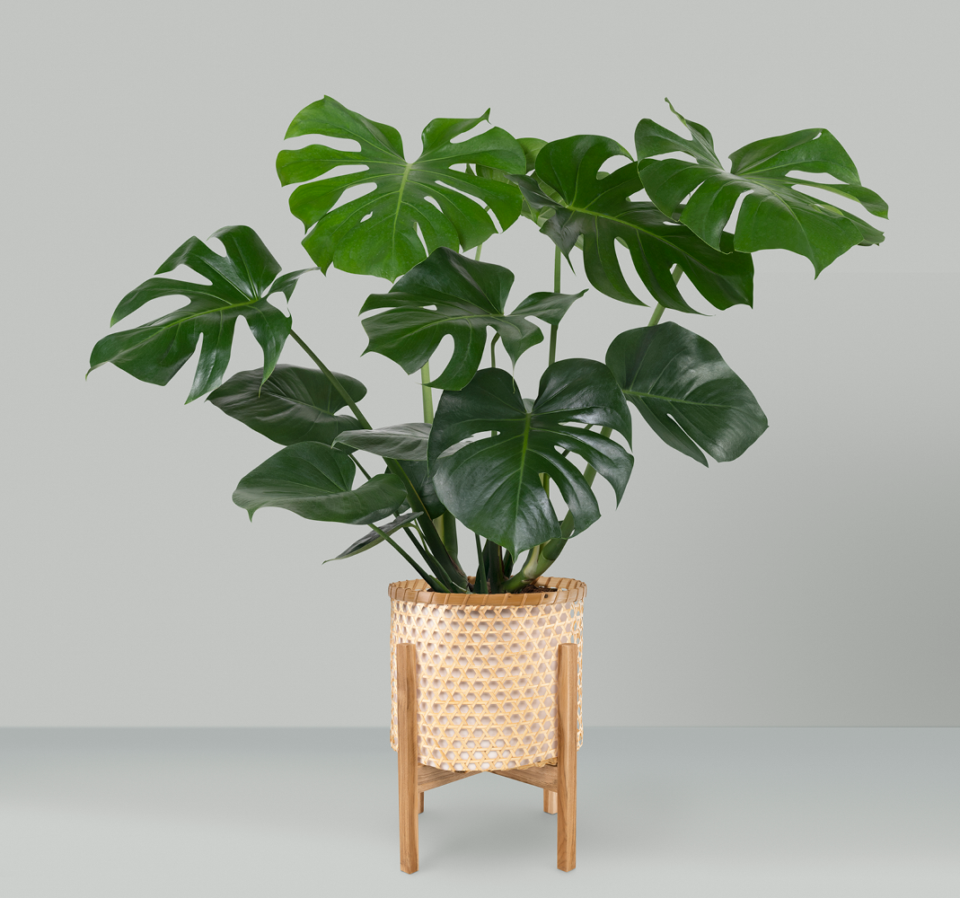 Urban Jungle