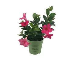 Dipladenia Mandeville-grid