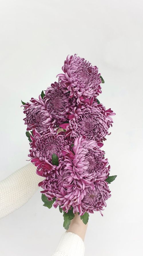 Deko chrysanthemen von freiland