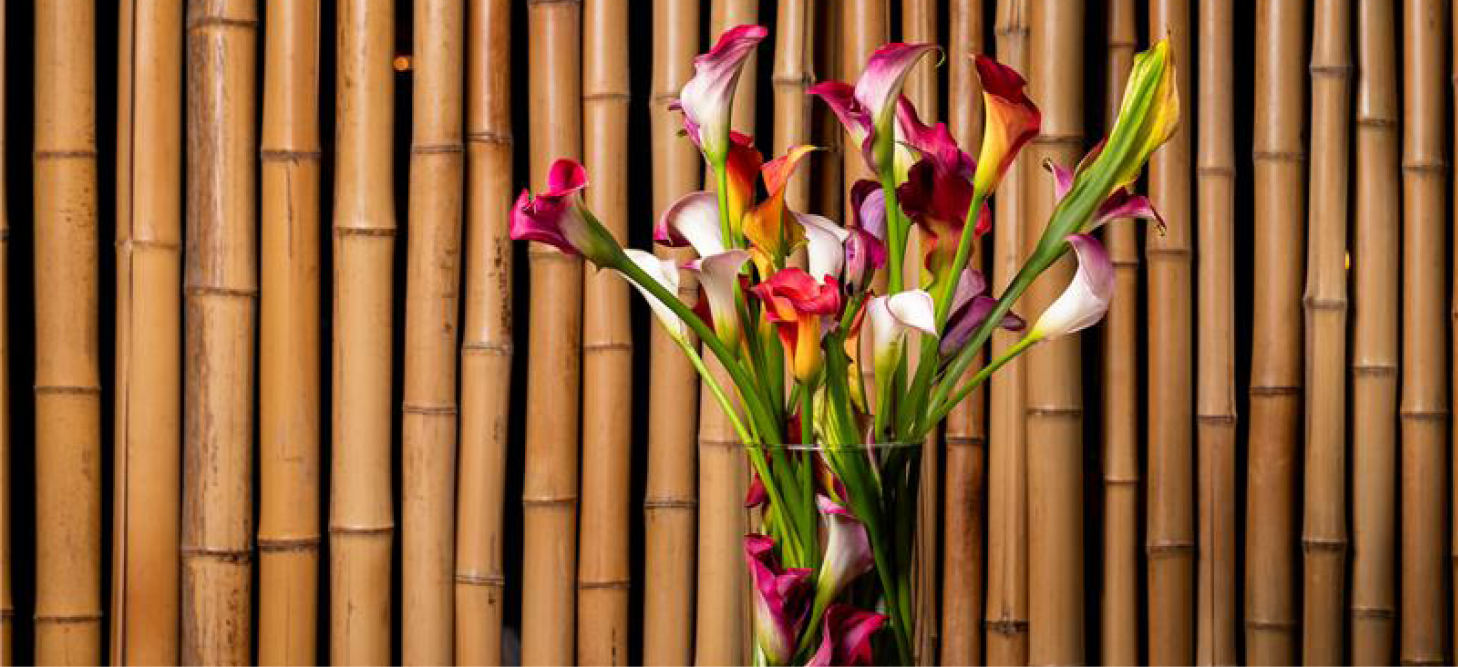 Calla (Zantedeschia): Elegant, maar met een handleiding