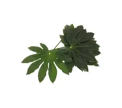 Sonstige Arten Schnittgrün-grid