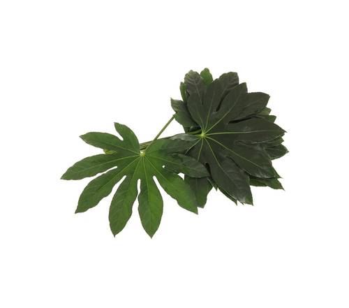 Sonstige arten schnittgrün