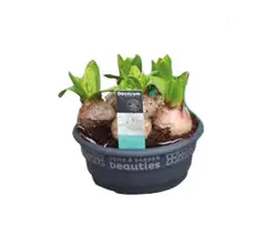 Zwiebel im Topf-grid