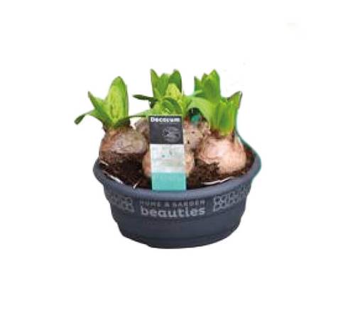 Muscari blau weiss Emmy T09 H015