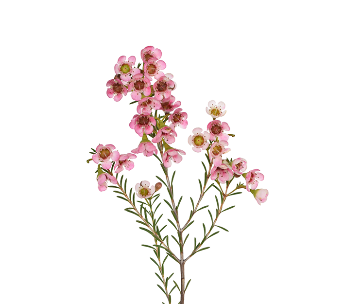 Wachsflower