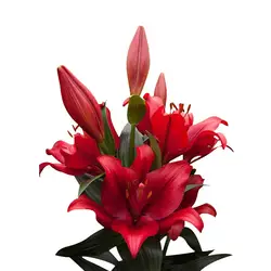 Lilien Aziatisch-grid