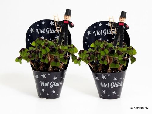 Glücksklee vorbestellen!