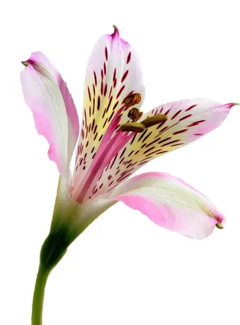 Alstroemeria-grid Alstroemeria-grid