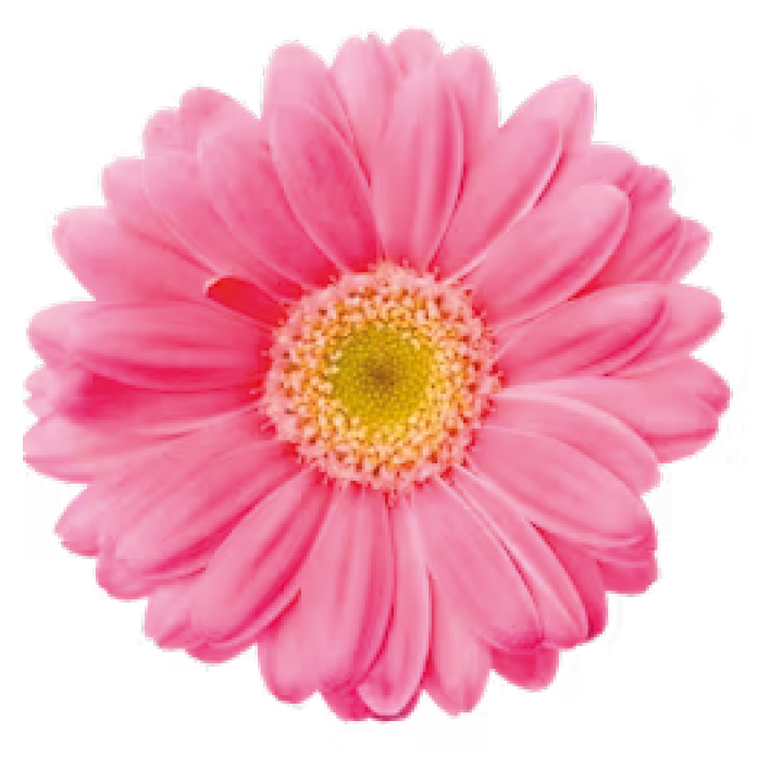 Gerbera