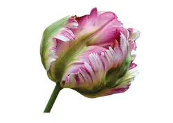 Tulp papegeien grid Tulp papegeien grid