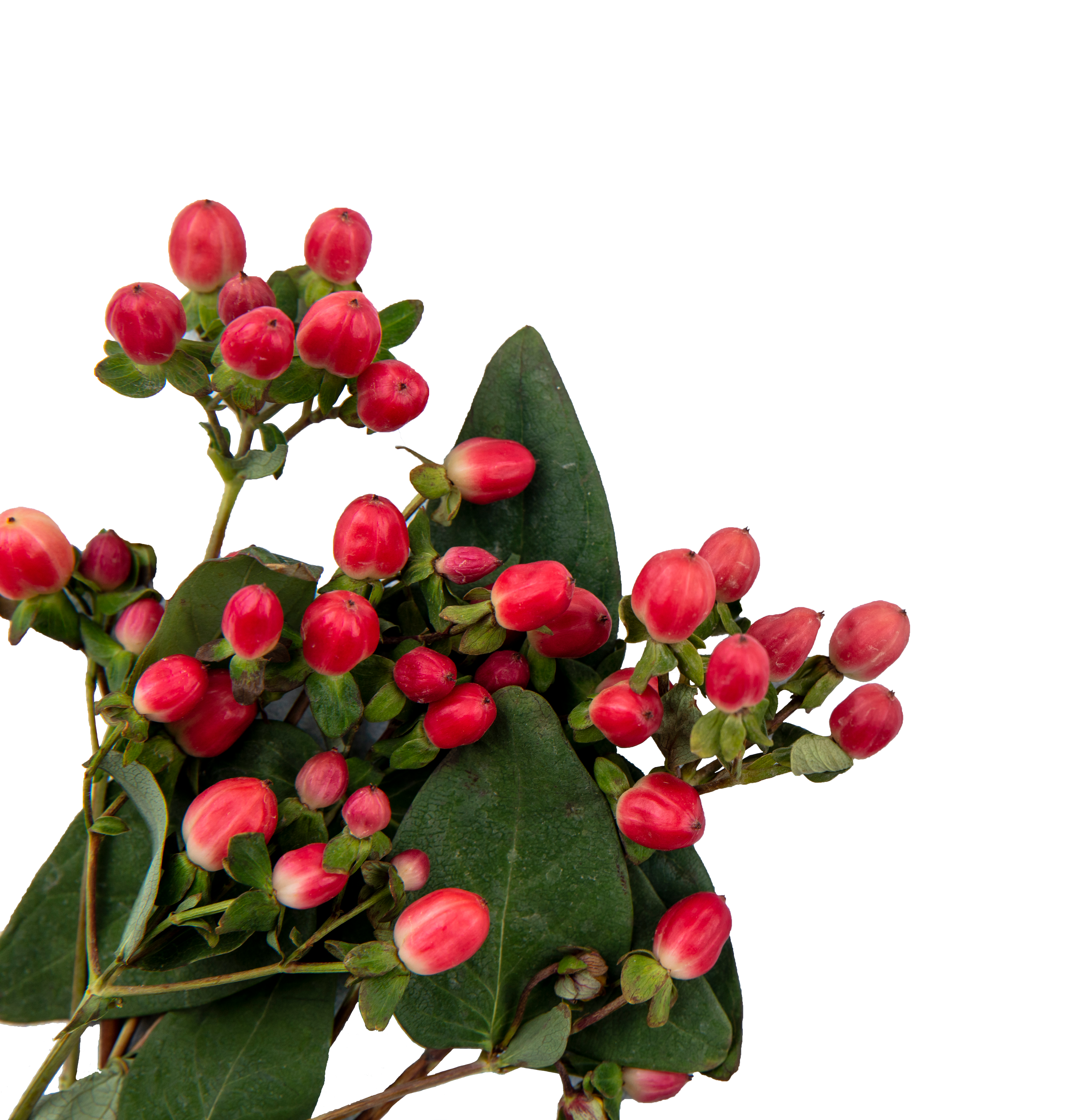 Beeren am stiel