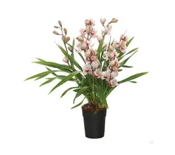 Cymbidium-grid