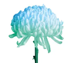 Deko chrysant gefärbt-grid