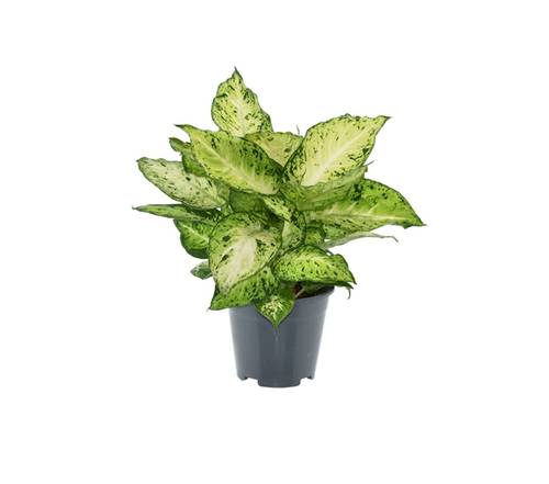 Dieffenbachien/aglaonema