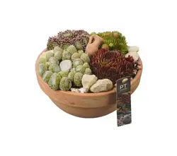 Succulenten Arrangemente-grid
